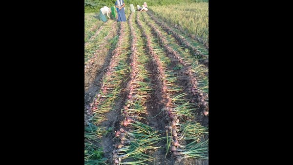 ಶ್ರಮ ನಮ್ಮದು ಲಾಭ ಯಾರಿಗೋ...