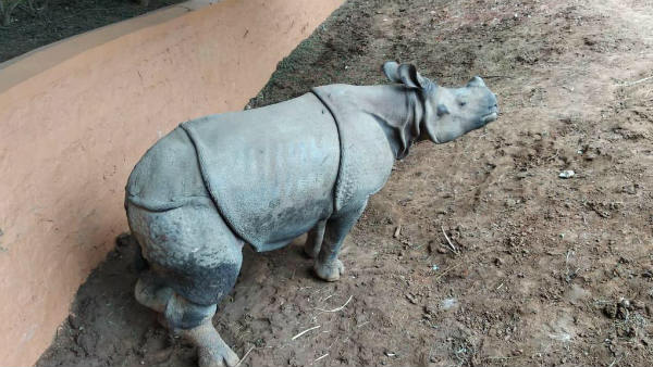 Black Panther Rhinoceros Hoolock Gibbon Arrived To Mysuru zoo
