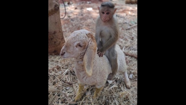 ಚಿಂಟು ಮತ್ತು ಕುರಿಮರಿ ಮಧ್ಯೆ ಸ್ನೇಹ