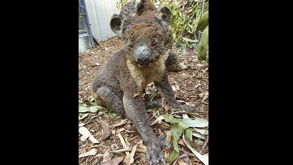 ಜನರೇ ಬೆಂಕಿ ಹಚ್ಚಿದರೇ?