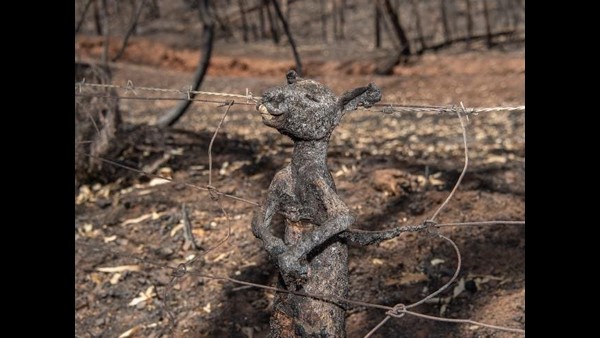 ಕೋಲಾಗಳ ನಾಶ