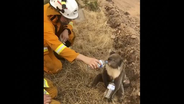 8,000 ಕೋಲಾಗಳ ಸಾವು!