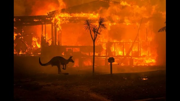 ಕಾಡುಪ್ರಾಣಿಗಳಿಗೆ ಜನರಿಂದ ಆಹಾರ