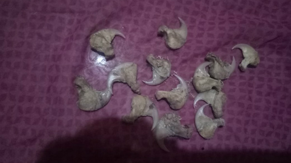 Elephant Ivory And Leopard Nail Seized By Forest Officials In Sagara