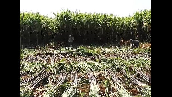 ಬೇಡಿಕೆಯಿದ್ದರೂ, ಬೆಲೆ ಇಲ್ಲ