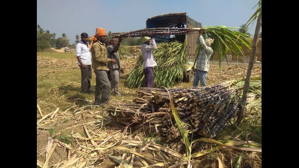 ಬೆಂಬಲ ಬೆಲೆ ನಿರೀಕ್ಷೆಯಲ್ಲಿ ಕಬ್ಬು ಬೆಳೆಗಾರರು