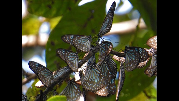 Butterflies World In Arenuru Village near Balehonnuru