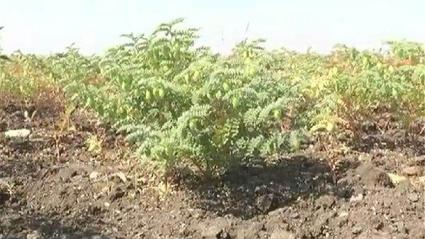 Deers Become Problem For Hiriyur Farmers