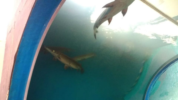 ಗಣಿ ನಾಡಿನಲ್ಲಿ ಮತ್ಸ್ಯ ಮೇಳ 