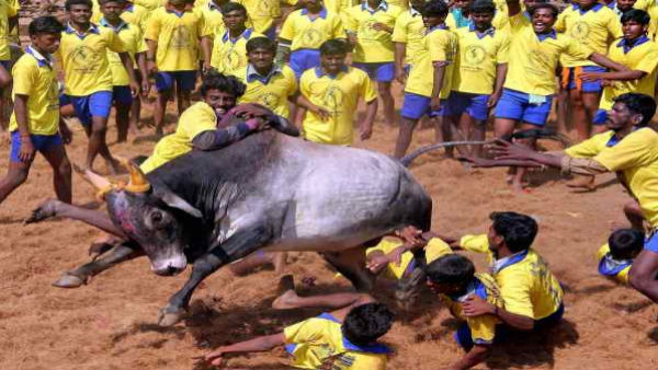 ಜಲ್ಲಿಕಟ್ಟು ಅನಾಹುತ ತಪ್ಪಿಸಲು ಜಿಲ್ಲಾಧಿಕಾರಿ ಕ್ರಮ 
