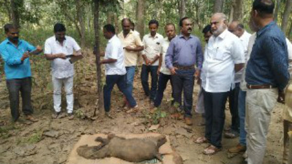 The Elephant Baby Death Near Karwar District Mundgoda