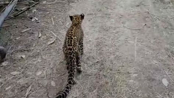 Video Of People Give Water To Leopard Type Animal Perpana In Madikeri Viral Video Of People Give Water To Leopard Type Animal Perpana In Madikeri Viral