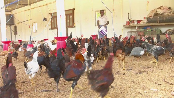 ರೈತನ ಮನಸೆಳೆದಿದ್ದ ಕೋಳಿ ಸಾಕಾಣಿಕೆ