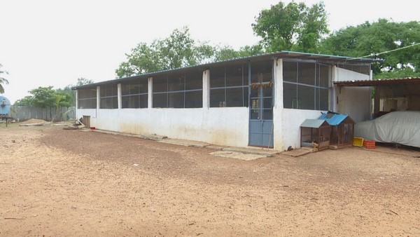 ಕೋಳಿ ಸಾಕಾಣಣಿಕೆ ಮಾಡಿ ಯಶಸ್ವಿಯಾದ ರೈತ ಸಹೋದರರು