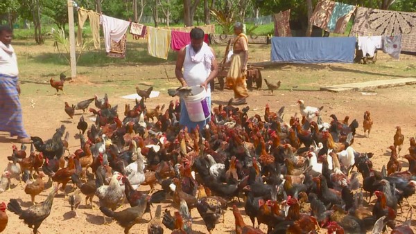 5 ಎಕರೆ ಜಮೀನಿನಲ್ಲಿ ಮಿಶ್ರ ಬೆಳೆ