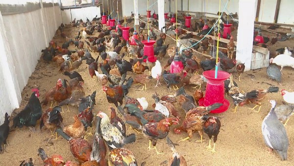 ಇತರ ರೈತರಿಗೂ ಮಾದರಿಯಾದ ಕೋಳಿ, ಕುರಿ ಸಾಕಾಣಿಕೆ