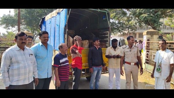 Hosadurga PSI Rescued cows Being Transported To Slaughterhouse