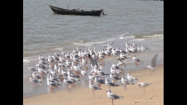 Seabirds Are Declining In Karwar Beach