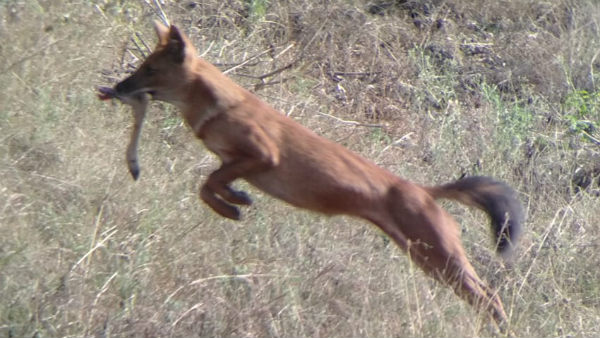 Dhole Found Hunting Deer In Bandipur