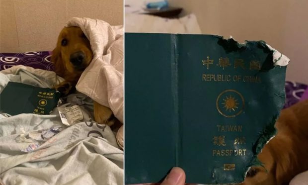 Taiwan Women Escaped From Coronavirus By Her Dog