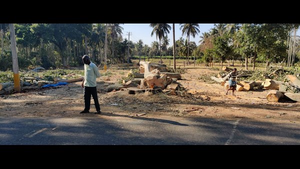 Large Banyan Tree Cut Down For Building Private Layout In Magadi