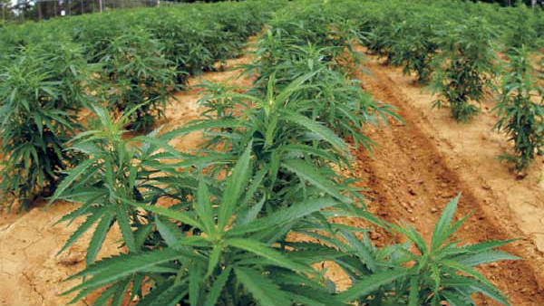 ಎಲ್ಲಾ ರೀತಿಯ ಒಪ್ಪಿಗೆ ಪಡೆದುಕೊಂಡಿದೆ