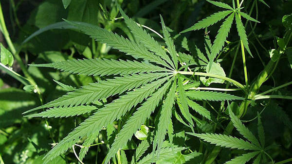 ಆಯುರ್ವೇದ ವೈದ್ಯರು ರೋಗಿಗಳಿಗೆ ನೀಡಬಹುದು