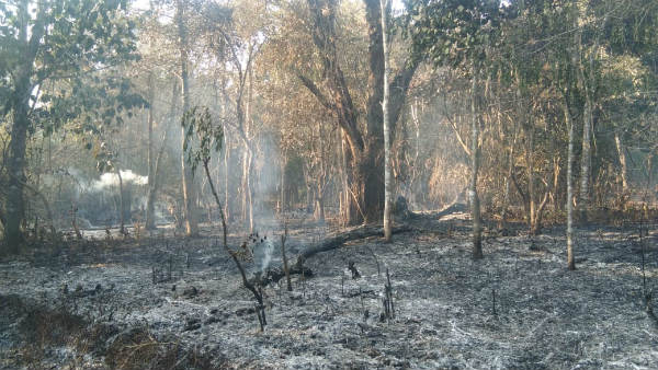 Fire On Coffee plantation In Mudigere