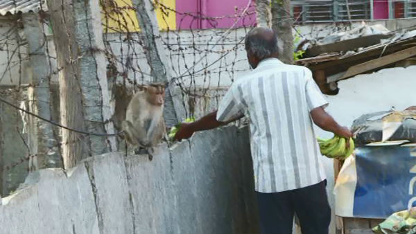 ಮಕ್ಕಳಂತೆ ಬೀದಿನಾಯಿಗಳ ಪಾಲನೆ