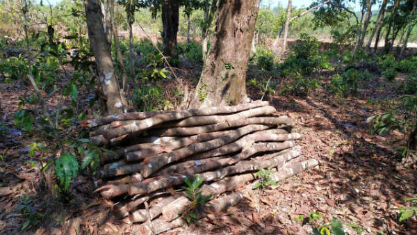 Forest Officials Seized Million Worth Timber In Hebri 