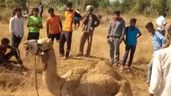 Sick Camel Found In Vemagal