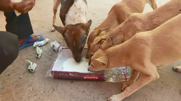 ತನಗಿಲ್ಲದಿದ್ದರೂ ಪ್ರಾಣಿಗಳಿಗೆ ಆಹಾರ ನೀಡುತ್ತಾನೆ