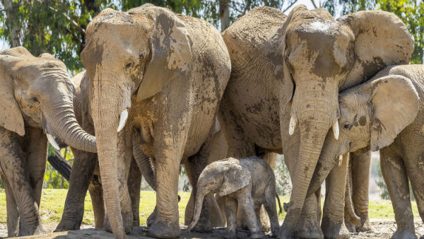 272 ಆನೆಗಳ ಹತ್ಯೆಗೆ ಸೂಚನೆ