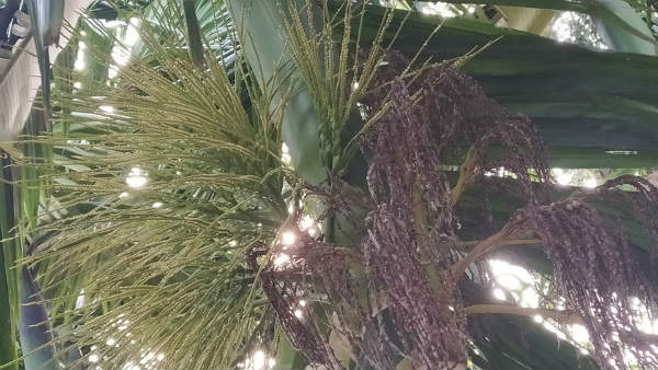 ಔಷಧಿ ಸಿಂಪರಣೆ ರೈತರಿಗೆ ಸಲಹೆ