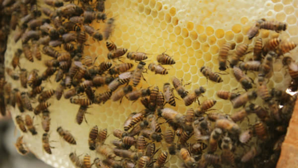 ಜೇನು ನೊಣಗಳ ಸುರಕ್ಷತೆ