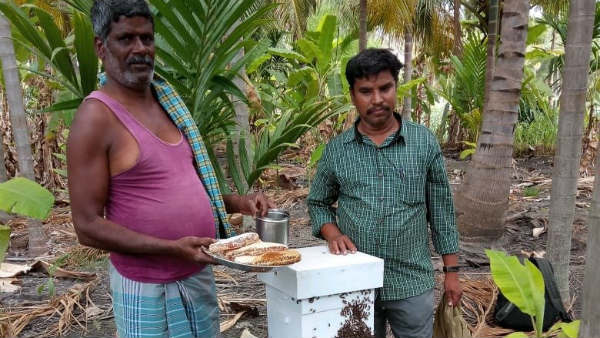 ಜೇನು ಉತ್ಪಾದನೆ