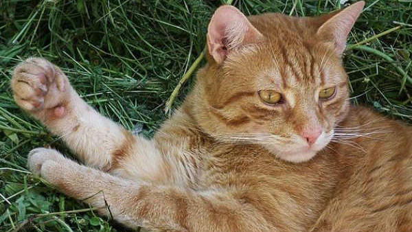 ಬೆಕ್ಕು ಬಂದಿದ್ದು ಅಪಶಕುನವಾ?