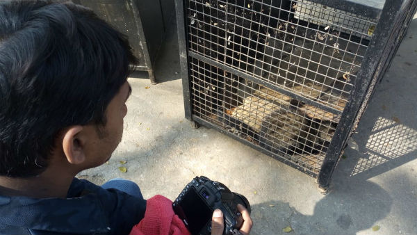 A Photographer Rescues Rare Cat Punuga In Chikkamagaluru