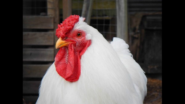 ಸಾಮಾಜಿಕ ಜಾಲತಾಣಗಳಲ್ಲಿ ಸುಳ್ಳು ಸುದ್ದಿ ಸಾಮಾಜಿಕ ಜಾಲತಾಣಗಳಲ್ಲಿ ಸುಳ್ಳು ಸುದ್ದಿ