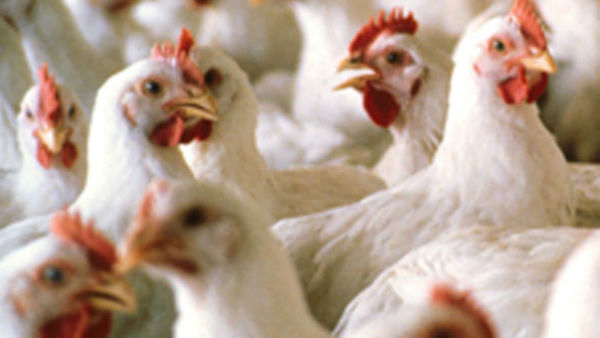 No Coronavirus Did Not Spread From Chicken No Coronavirus Did Not Spread From Chicken