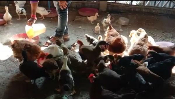 ಕೋಳಿಮಾಂಸಕ್ಕೂ ಕೊರೊನಾಕ್ಕೂ ಸಂಬಂಧವಿಲ್ಲ ಕೋಳಿಮಾಂಸಕ್ಕೂ ಕೊರೊನಾಕ್ಕೂ ಸಂಬಂಧವಿಲ್ಲ