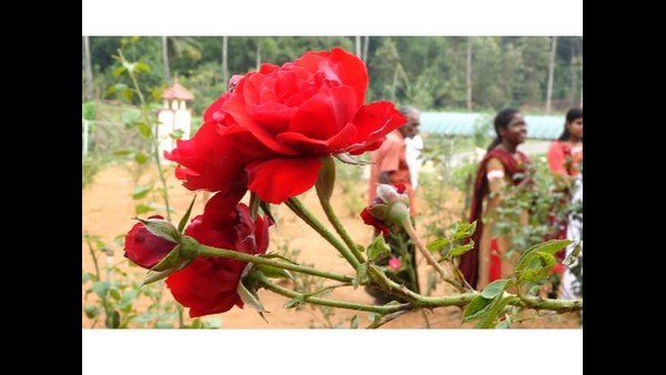 ಚೀನಾದಲ್ಲಿ ಪ್ರೇಮಿಗಳ ದಿನವೂ ಮಾರಾಟವಾಗದ ಗುಲಾಬಿ 