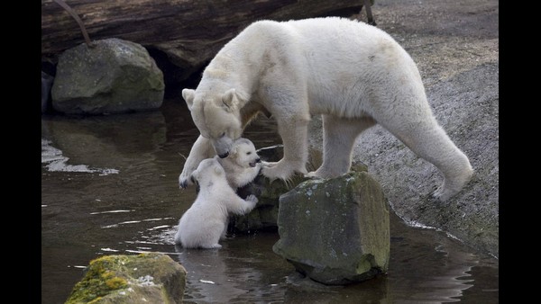 ಹೆಣ್ಣು ಕರಡಿಗಳ ಮೇಲೆ ದಾಳಿ