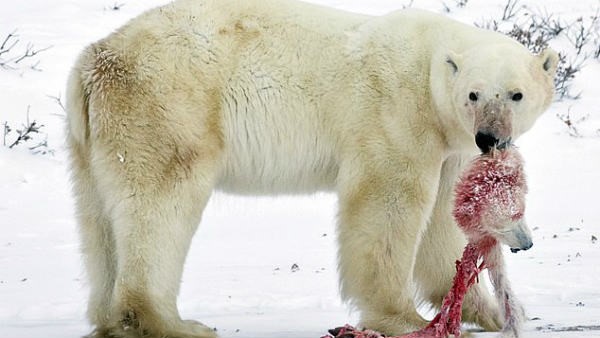 ಸೀಲ್‌ಗಳೇ ಮುಖ್ಯ ಆಹಾರ