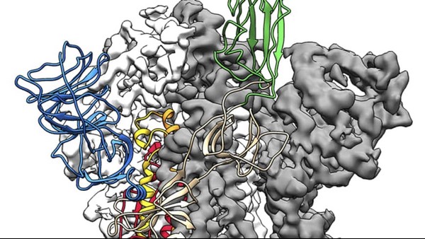 ಕೊರೊನಾ ವೈರಸ್‌ಗಳ ಅಧ್ಯಯನ