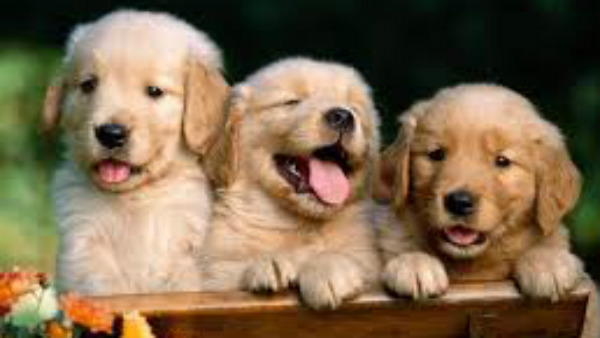 ಪ್ರಾಣಿಗಳನ್ನು ದೂರ ಇರಿಸಬೇಕಿಲ್ಲ