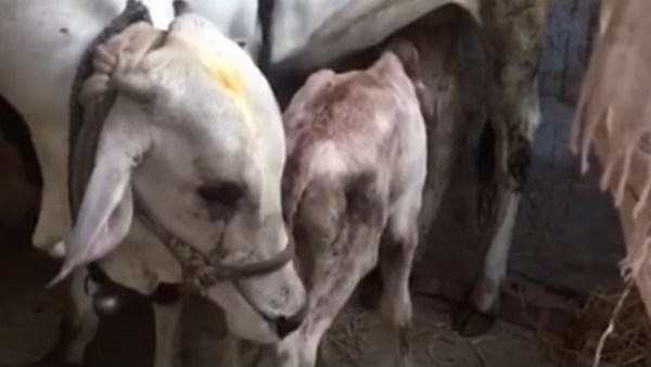 ಗೋವು ನಮ್ಮ ಬಾಳಿನ ಬೆಳಕು