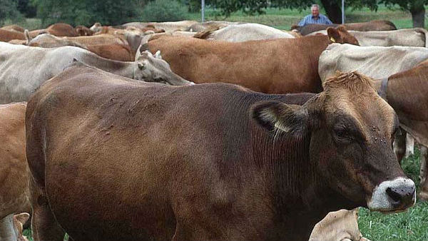 ಯಾವ್ಯಾವ ಹಸುವಿನ ತಳಿಗಳು ಅಲ್ಲಿರಲಿವೆ 