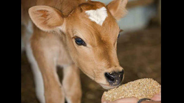 ಮೊದಲ ಪ್ರಯತ್ನ 