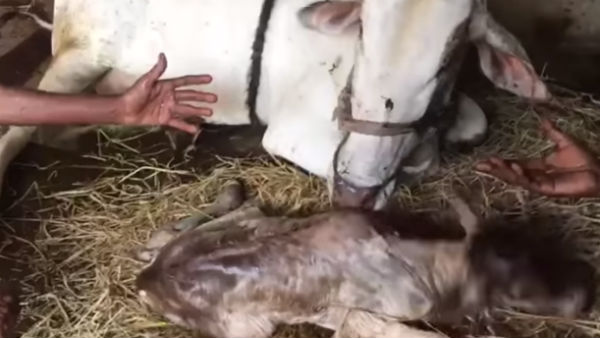 ರುದ್ರ ಎಂದು ನಾಮಕರಣ